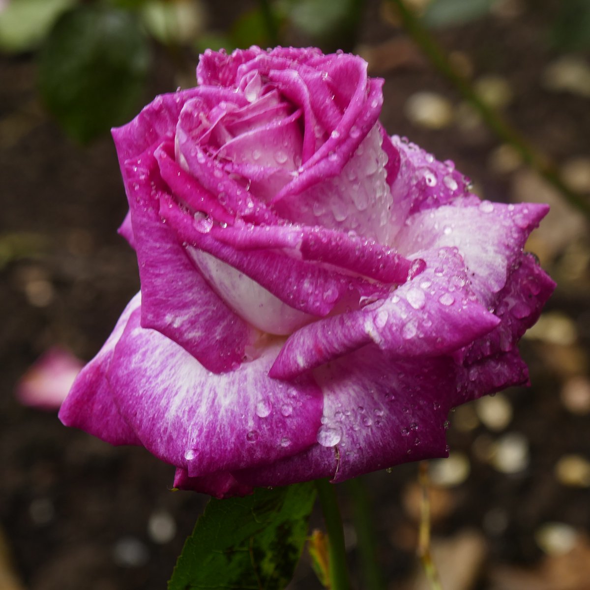 @DailyPicTheme2 Pink-purple rose with droplets in Panteg Park #DailyPictureTheme #aromatic #rose #flower #PantegPark #FishpondPark #Pontypool #Torfaen #Wales