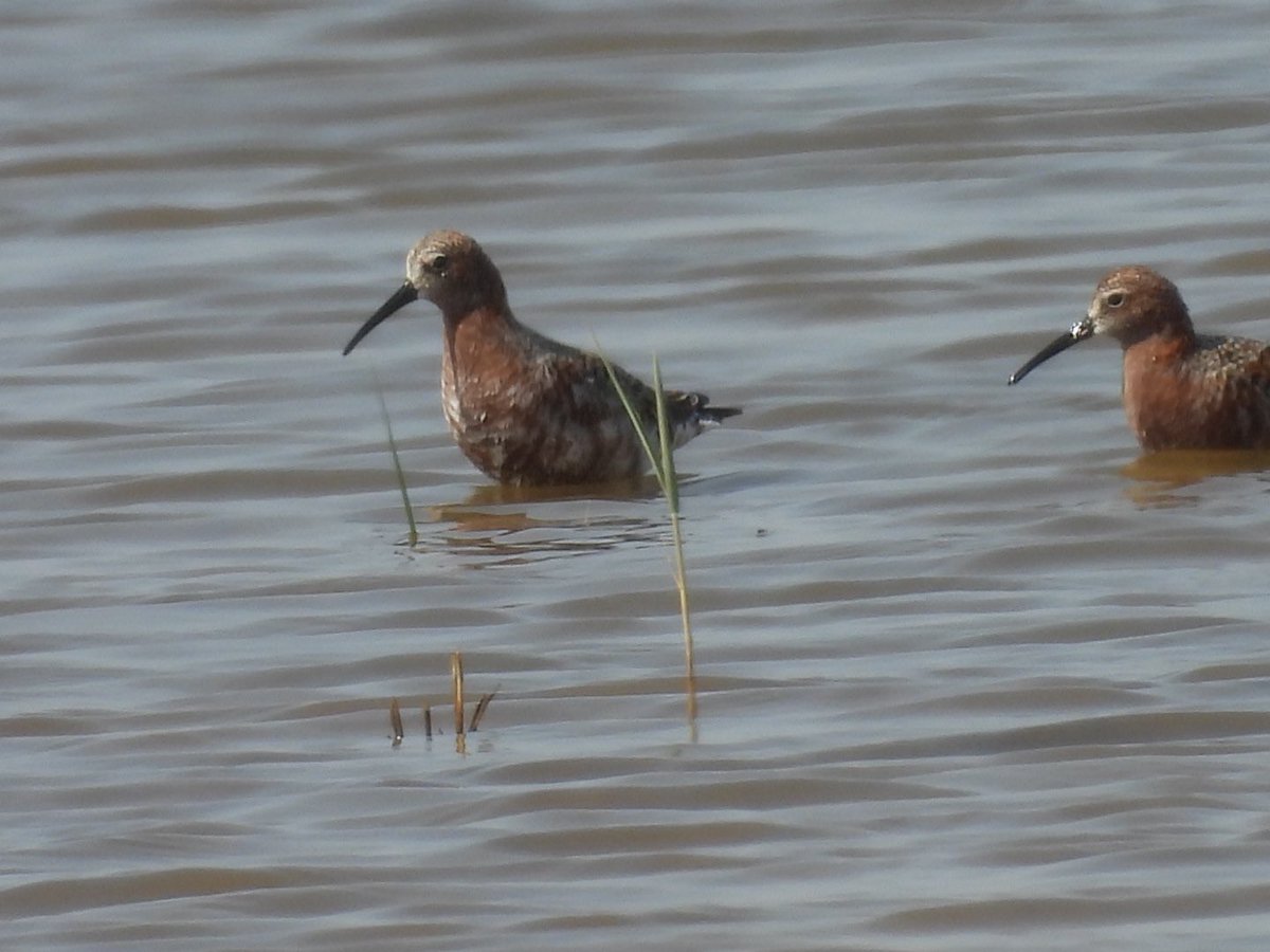 julianallen2009's tweet image. A nice day out to RSPB Frampton today with @ArchieRaven @BerghoffSaxon &amp;amp; @TameBirding