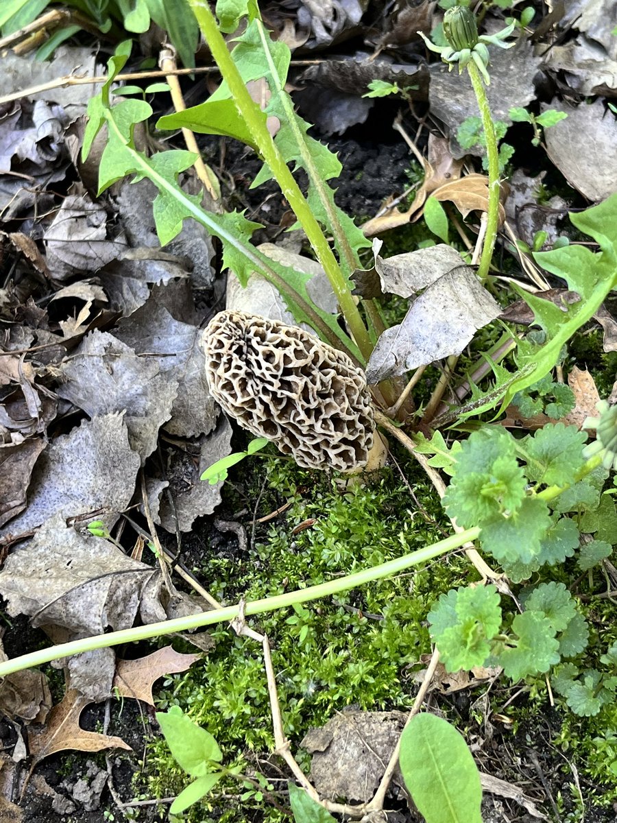 Is this a straight morel growing in my yard lol