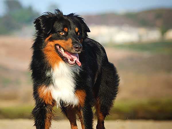 Reactive Dog? How to Stop Dog Reactivity Before It Leads to Aggression 🐾💖🎓
australian-shepherd-lovers.com/reactive-dog.h…

#australianshepherd #aussie #dogtraining #puppytraining #aussielovers