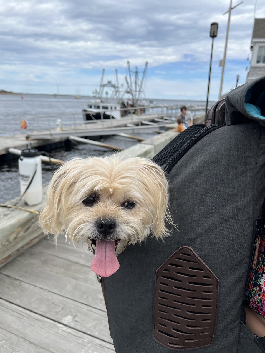 Sunday walk by the docks with our little lady #Newburyport