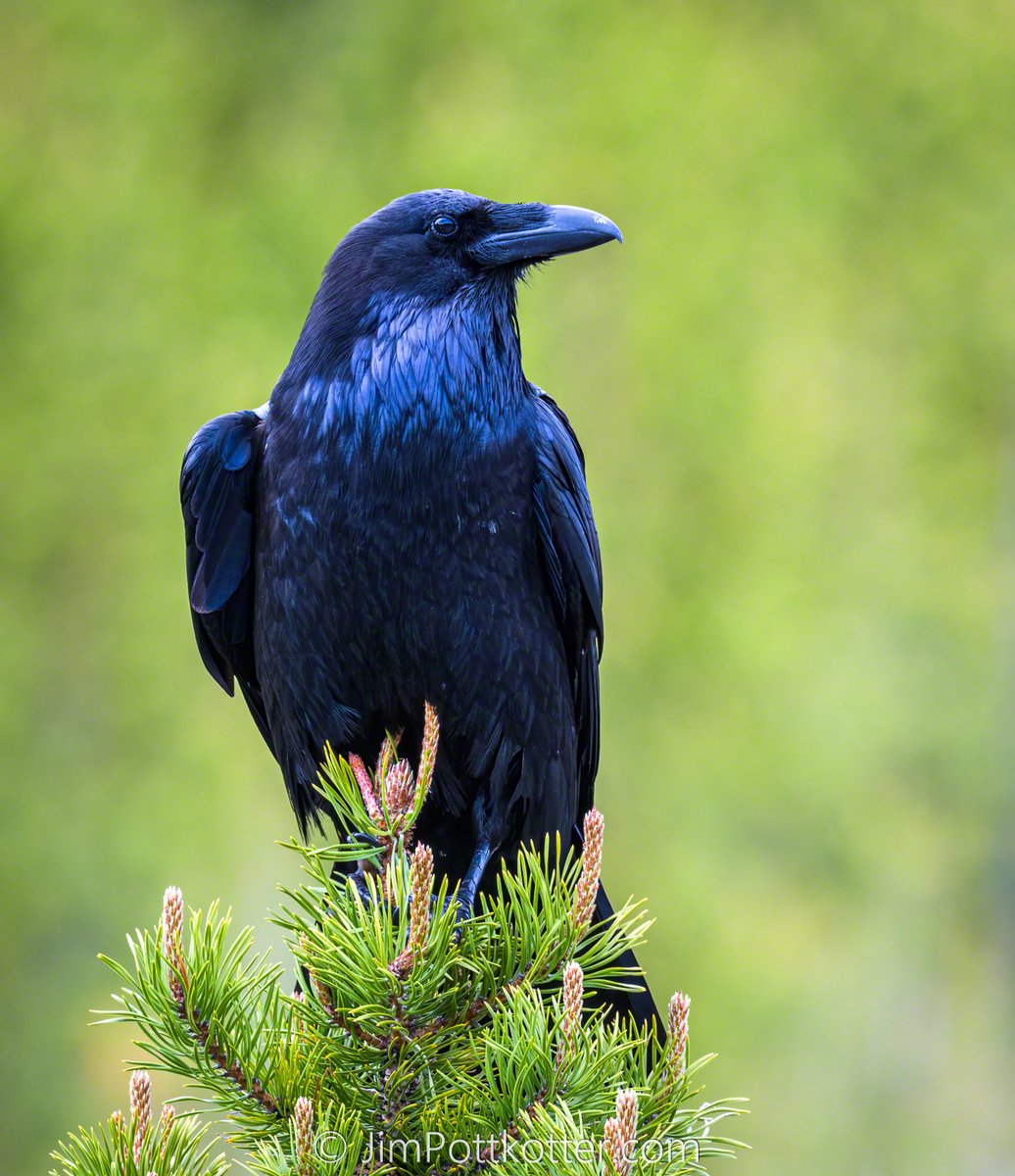 The Common Raven is a brainiac, one of the most intelligent birds globally. This corvid is an omnivorous opportunist who can solve problems to find food and plan for future events. Have you had an experience that shows just how clever these mischievous birds can be? #birds