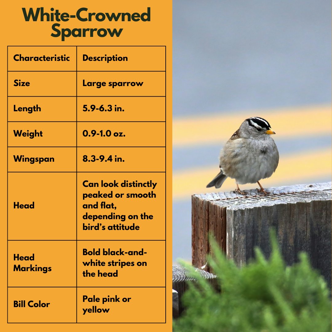 Discover the White-crowned Sparrow! Learn about their unique features and preferred habitats. Spot these charming birds in the wild with our handy guide. 🐦🌿 

Photo by Simon Hurry.    

#BirdOfTheWeek #WhiteCrownedSparrow #CalgaryBirds #AlbertaBirds #BackyardBirds #Calgary #YYC