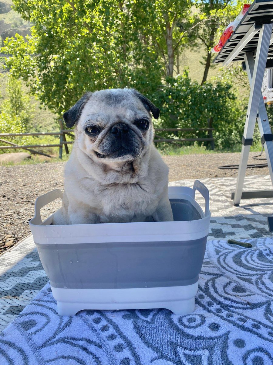 We've made it to our last stop, in sunny Yakima Canyon.  It's hot! How do I beat the heat? My own personal mini-pool. Ahhhh... #TravelsWithAnjou #puglife