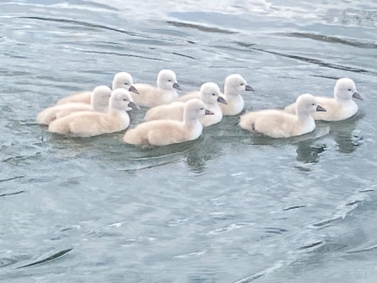 no ugly ducklings here!