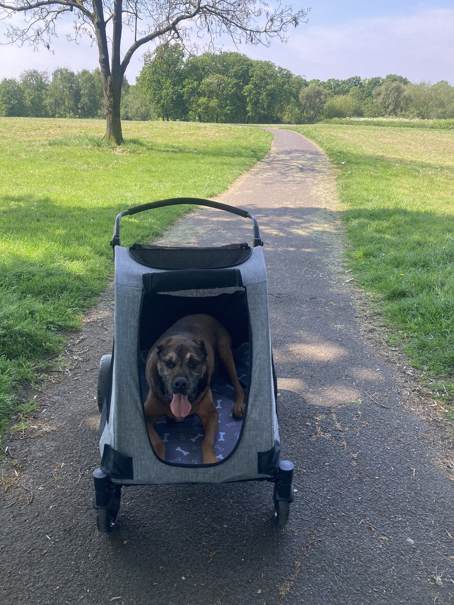 BaileySpottyDog's tweet photo. Loving his pushchair, didn’t want to get out https://t.co/d2o6V8ZbwS