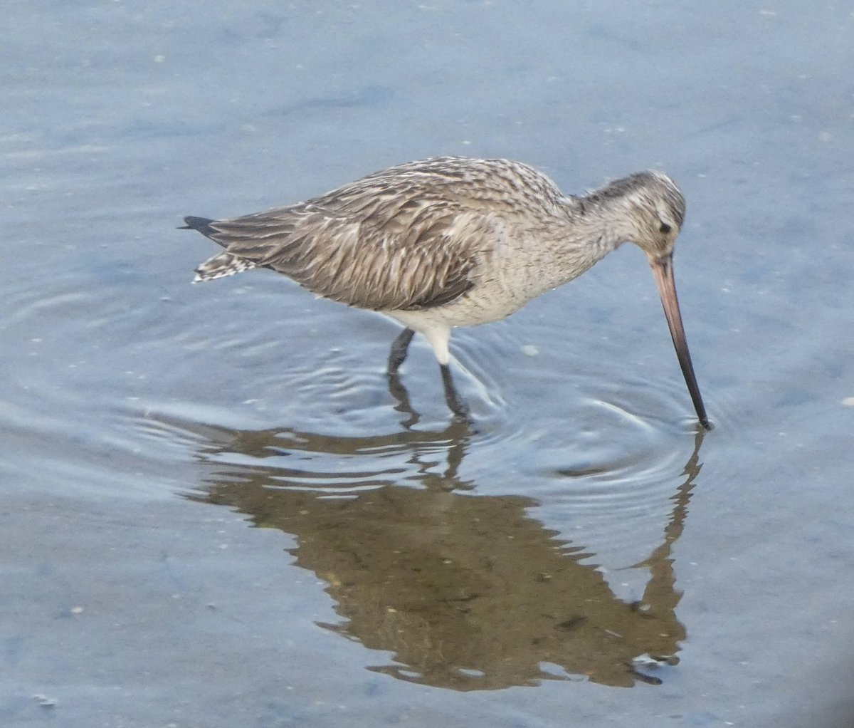 Very poor for migrant waders today, just singles of Common Sandpiper & Bar-tailed Godwit during this morning’s WeBS & only the latter on a visit this evening. Nothing else of any real note either. @Joe_stockwell @CWPhoto11 @kbutler1978 @DorsetBirdClub