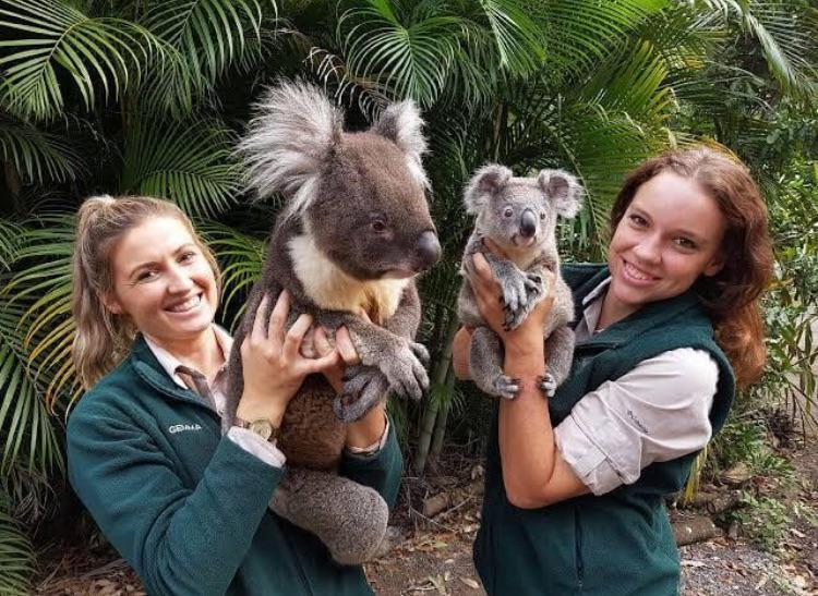 koala & drop bear

iki farklı hayvanmış bunlar.