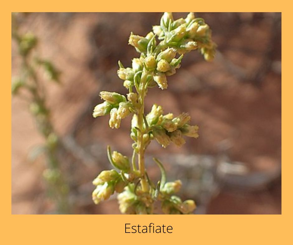 Discover the power of Estafiate for natural healing in Mexico. Learn more about its benefits and uses in @ceflores11's blog post at buff.ly/3nY7YP5 🌿✨ #Mexico #SurvivingMexico #Estafiate #HerbalMedicine