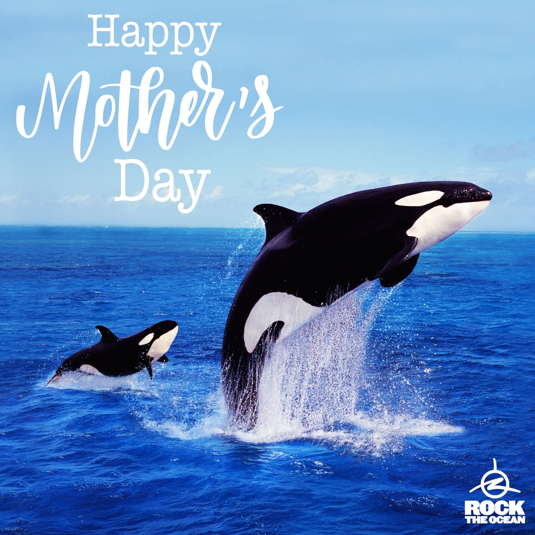 Happy Mother's Day to all of the incredible mothers out there! 🌻 Did y'all know that some of the strongest mothers out there are orcas? With a matriarchal society led by women, orcas stick together in tight-knit family pods, ensuring the survival of their young. 🌊🐋