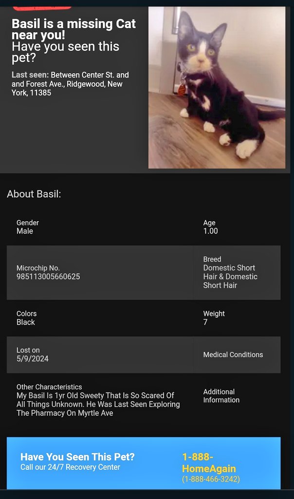 📢🇺🇸🗽🆘️😿Please RT to find Basil #NYC #missingcat #lostcat #Queens #CatsOfTwitter #CatsOfX @HAPetRescuer