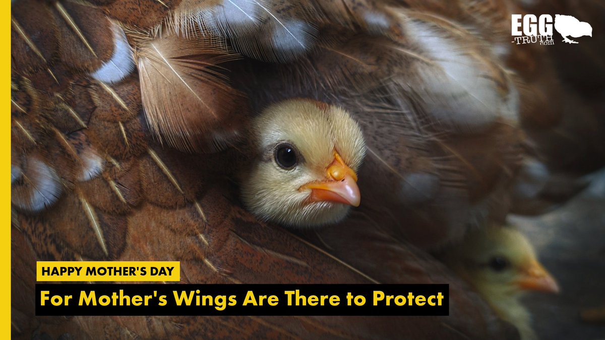 Happy Mother's Day! Let's honor all mothers, including hens, who deserve to raise their chicks with love and care. Please leave eggs off your plate. 🐔💕 #eggtruth