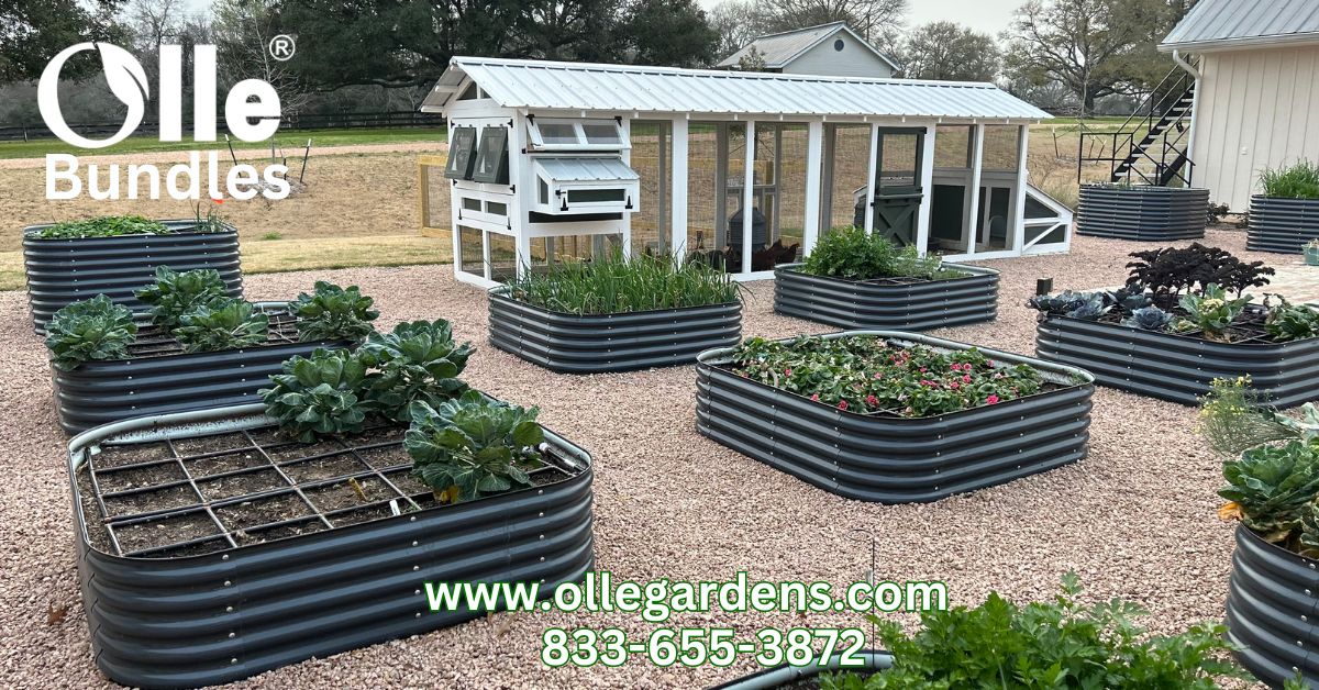 👨‍🌾Olle Gardens You Reap What You Sow event. Show us what you've sown and what you've reaped! ollegardens.com

#ollegardens #ollegardenlife #plant4fun  #GardeningLife #UrbanGardening #HomeGrown #GrowYourOwn #GardenHarvest #GreenThumb #PlantingSeeds #HarvestTime