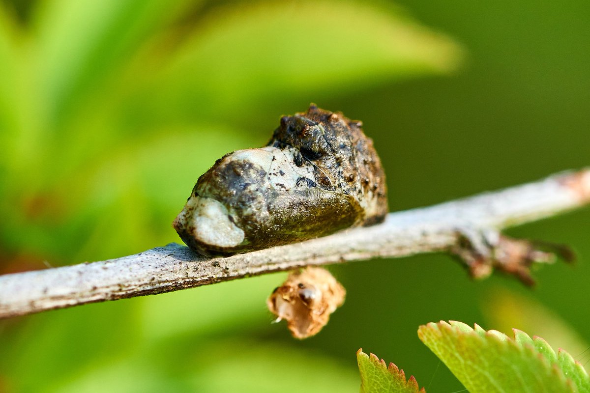 Max Anderson (@maxando) on Twitter photo We tallied an impressive 83 Black Hairstreak caterpillars during a night of UV survey training in Oxfordshire/Bucks this weekend. The majority ready to pupate, with some colourful 3rd instars still around <a href="/UpperThamesBC/">BC Upper Thames</a> <a href="/savebutterflies/">Butterfly Conservation 🦋</a> <a href="/ClaireWallace95/">Claire Wallace</a> <a href="/steven_lofting/">Steven Lofting</a> We tallied an impressive 83 Black Hairstreak caterpillars during a night of UV survey training in Oxfordshire/Bucks this weekend. The majority ready to pupate, with some colourful 3rd instars still around <a href="/UpperThamesBC/">BC Upper Thames</a> <a href="/savebutterflies/">Butterfly Conservation 🦋</a> <a href="/ClaireWallace95/">Claire Wallace</a> <a href="/steven_lofting/">Steven Lofting</a>