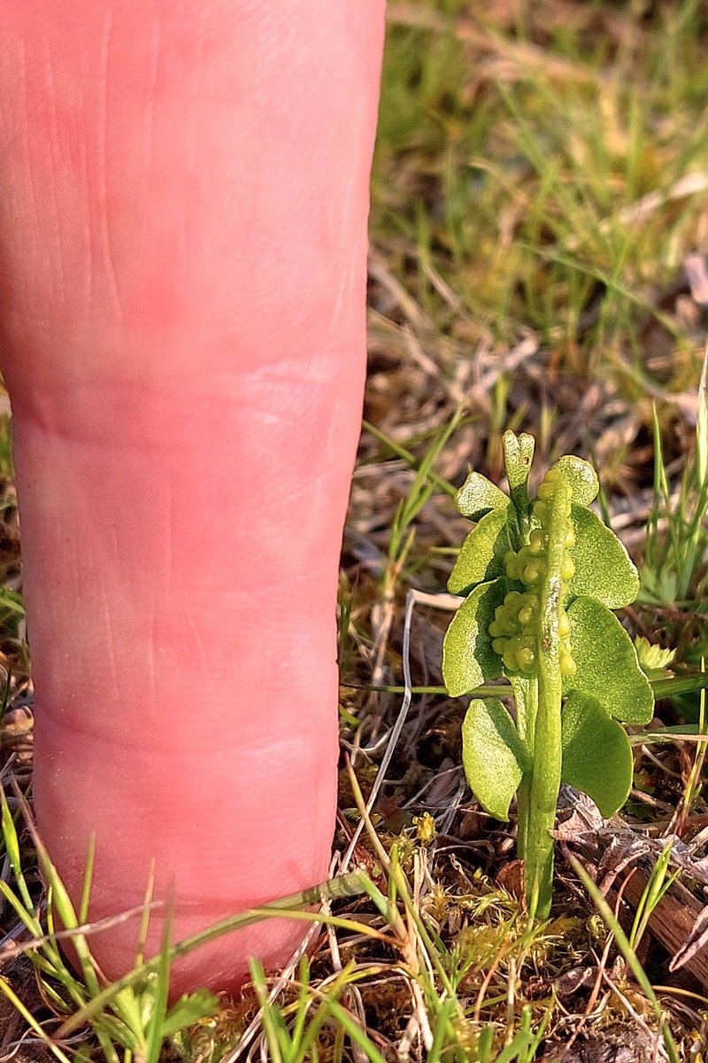 Delighted to see Moonwort (Botrychium lunaria) in the New Forest today. This tiny fern is rare in Central Southern England. These ones are growing a mile away from one of my childhood haunts! Only learned they were there last year (when I failed to find them) so well made up😊🩷