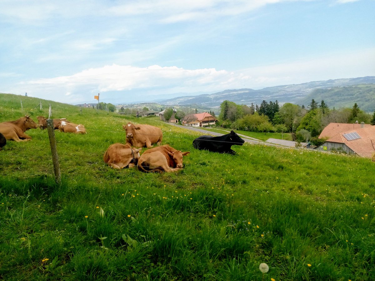 Vogulisi Super-Woke 🕊️🕊️🏳️‍🏳️‍🌈 🐦🏳️🐛🍎🐜💜 tweet media