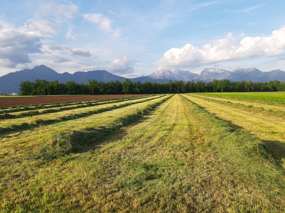 Rows of freshly-mown grass.