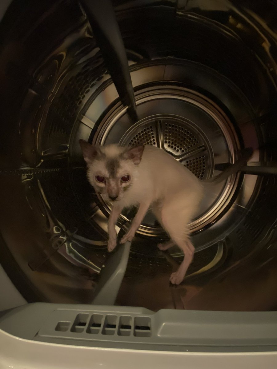 He loves trying to kill himself