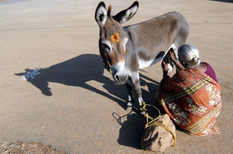 'Perhaps the most peculiar of all was the prohibition against overweight tourists (those weighing more than 100 kg or 220 lbs) from riding donkeys'>Thought #donkeys were beasts of burden in #Santorini #Greece, all over the 🌍🌏🌎 & even they find it funny. #dhobi #military #India