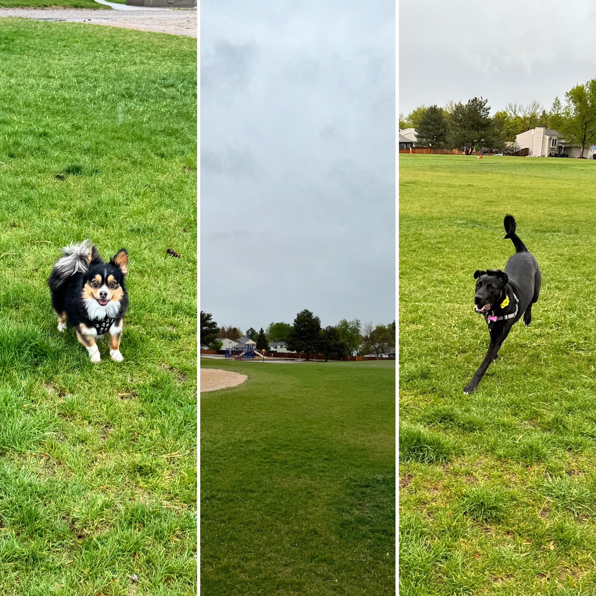 Get outside (even when it is raining) - Happy Mother’s Day - Happy Sunday #dogs #colorado #walkingthedogs #colorfulcolorado