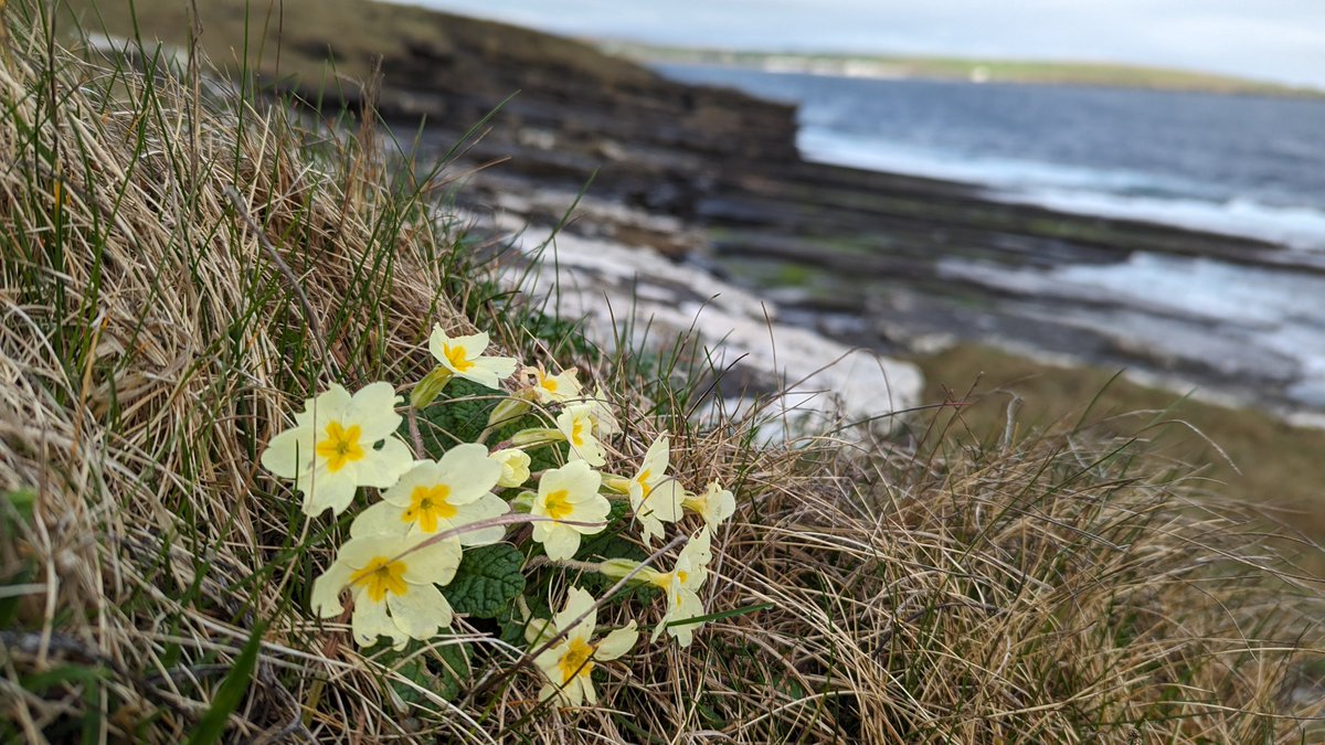 It's the time of year when you can find Scottish Primrose and Common Primrose growing side by side in Caithness #wildflowerhour