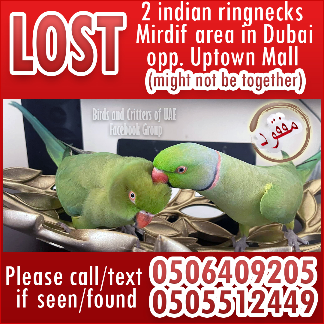 #lostparrot #lostparrots  #lostpet  #indianringneck #indianringneckparrot  #lostandfoundparrotsinuae #birdsandcrittersofuae #lostandfoundpetsuae #dubaipetlostandfound #lostandfoundparrotsuae #lostandfoundpets #uae #dubai #dubaipets #dubaiparrots #mirdif #mirdiff #mirdifpets