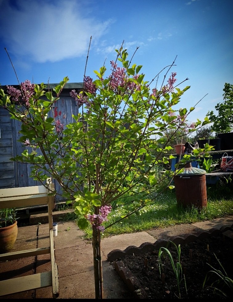 My Purple Lilac Tree from last years #worldhepatitisday is enjoying Spring. Happy it's made it through winter. 
#leavenoonebehind #hepc 
@HepatitisCTrust