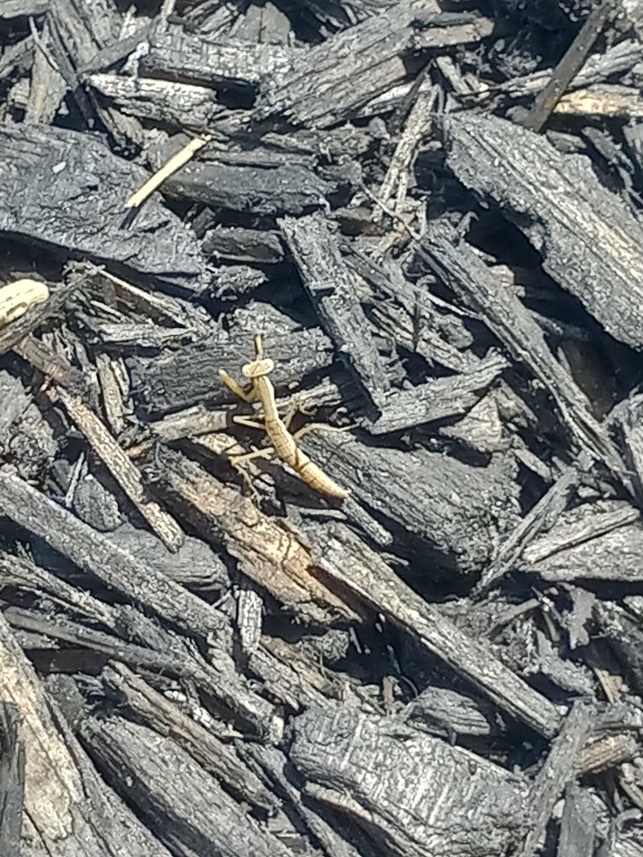 Seen my little buddy while pulling weeds. Hopefully he sticks around. Maybe a 1/4 inch.