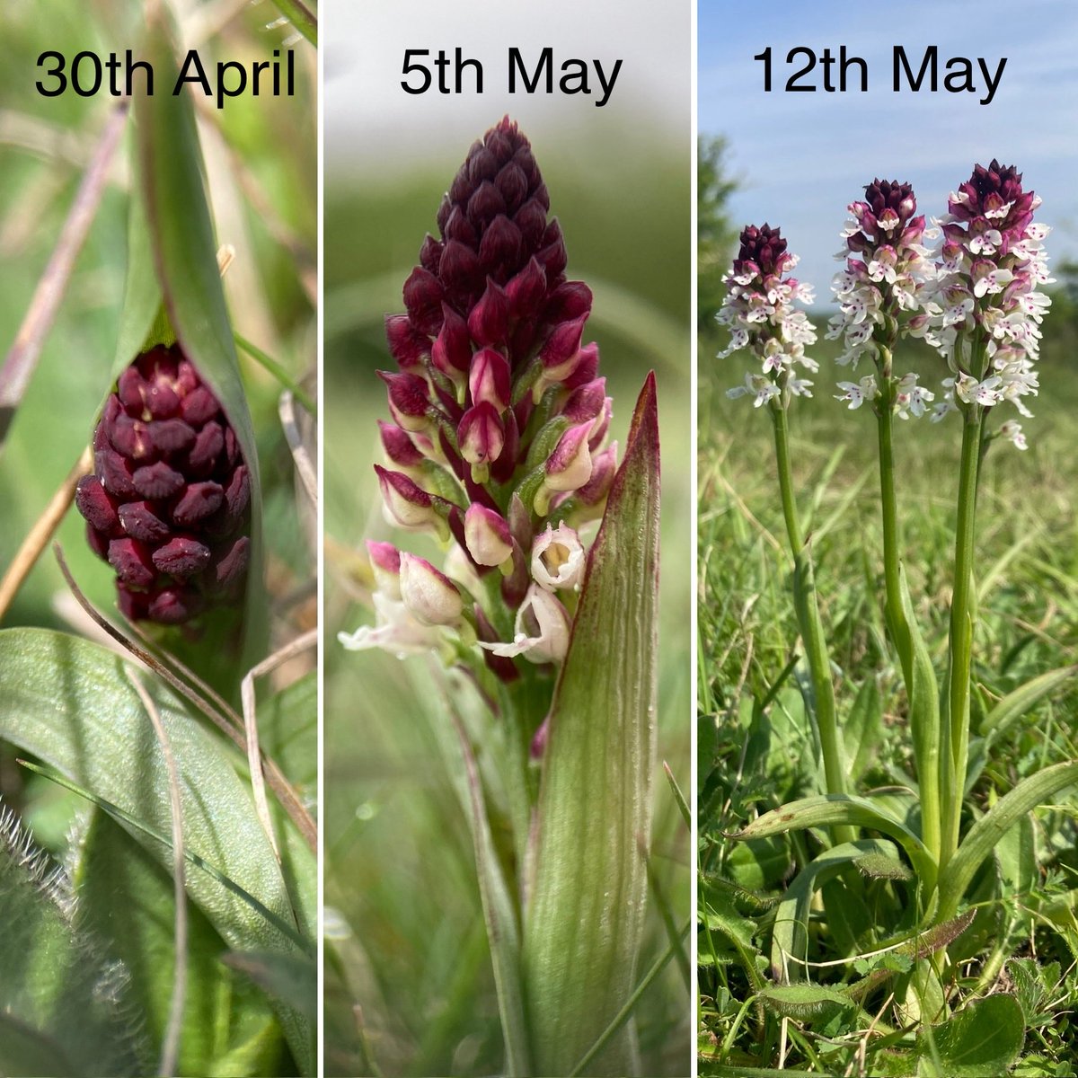 Two weeks in the life of a Burnt (tip)
Orchid - amazing ! #orchid #burntorchid #burnttiporchid