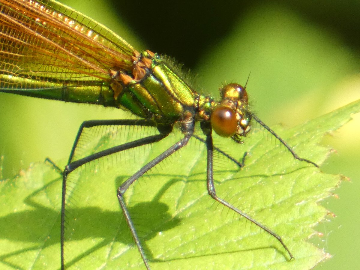 As well as the first Beautiful Demoiselle of the year on Saturday, we had the 1st true Dragon in Broad-bodied Chaser plus Common Blue & Large Red Damsels (both seen mating) @SightingDOR @BDSdragonflies @DorsetWildlife @Dorsetdragonfly