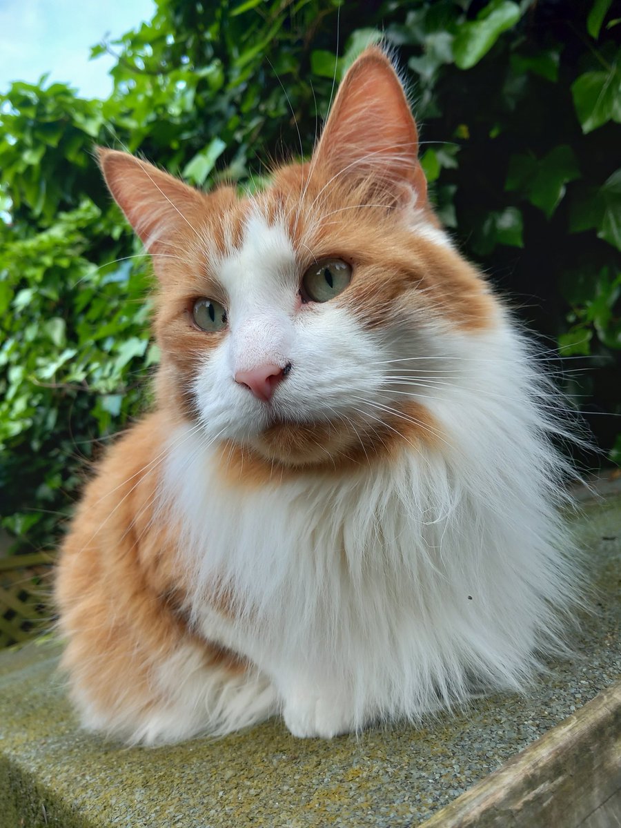 cat on a hot shed roof