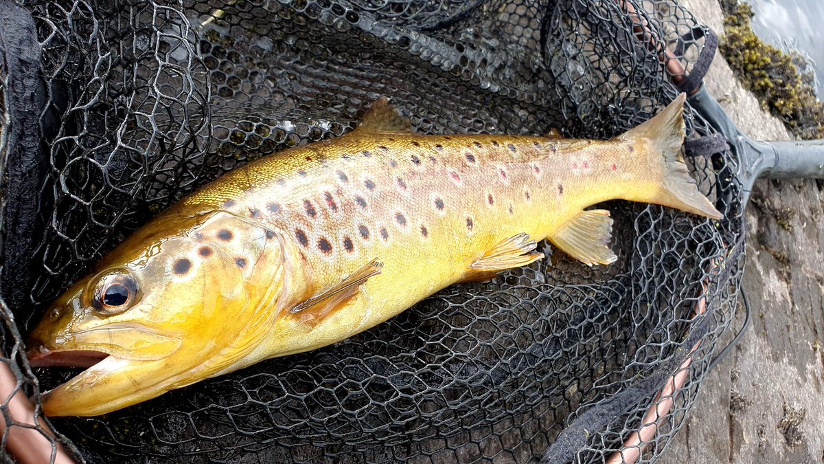 GayleMarsh14's tweet image. First visit of the year to Teifi Pools. New Snowbee flybox arrived in the week and the fish approved. 😉 
#Snowbee