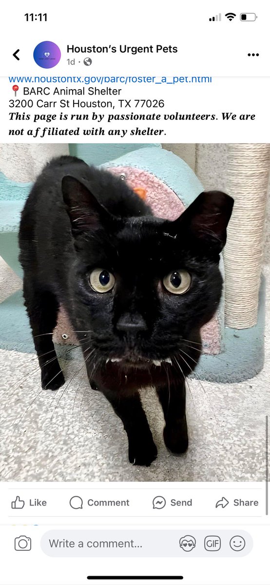 HOUSTON, TX 🚨 Jinx is a 9 y/o cat who will be euthanized tomorrow by no fault of his own. He has been at the shelter for a while and isn't eating because of his bad mouth. If someone is willing to take him in, Friends of Bear will sponsor his initial vet work up + dental