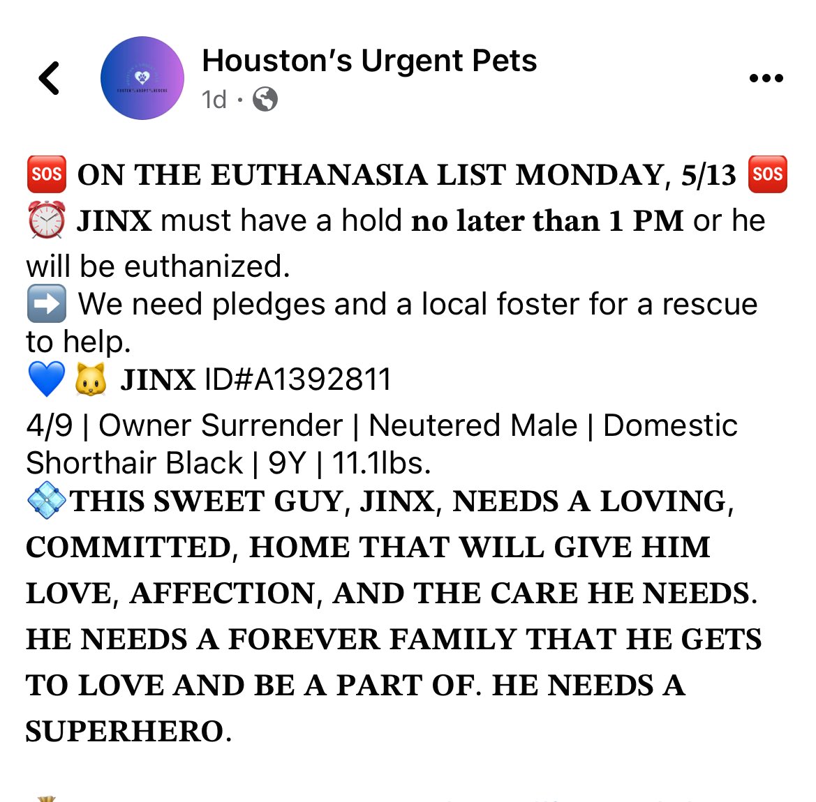 feederofcats's tweet image. HOUSTON, TX 🚨 
Jinx is a 9 y/o cat who will be euthanized tomorrow by no fault of his own. He has been at the shelter for a while and isn't eating because of his bad mouth.

If someone is willing to take him in, Friends of Bear will sponsor his initial vet work up + dental
