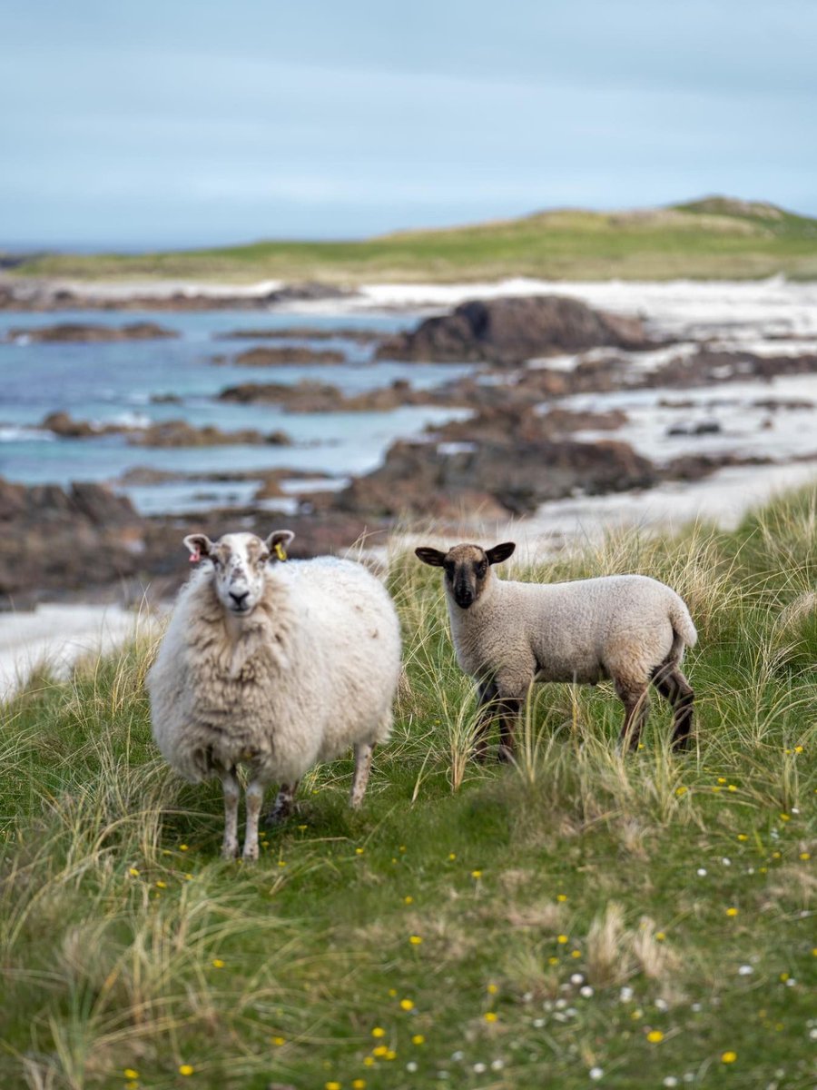 Sending you a postcard from the bonnie Isle of Iona! 💌 Who's got this wee beauty on their #Scotland MUST-visit list?! 🙋 📍 @VisitMull_Iona 📷 IG/with.bryan