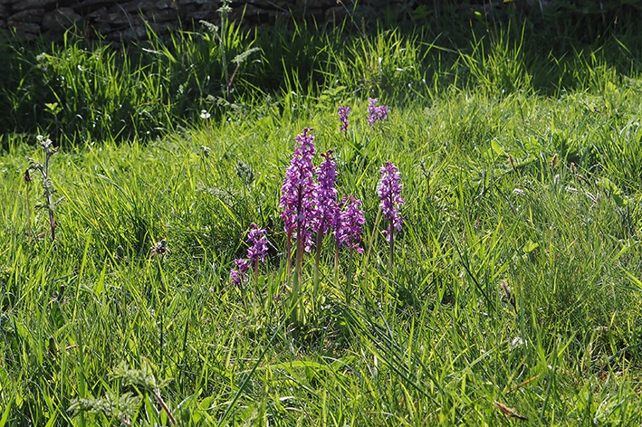 Orchis mascula, Early Purple Orchid, previously unobserved mass outbreak on a verge near me. They seem to be having a good season. #wildflowerhour