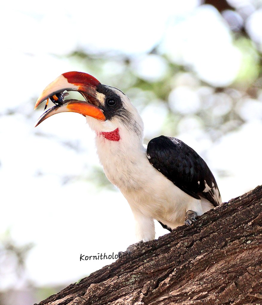 The Von Der Decken's Hornbill 
#BirdsSeenIn2024 #Kenya @Britnatureguide @birdsoftheworld @mybirdcards #ThePhotoHour #IndiAves #BBCWildlifePOTD #TwitterNatureCommunity #popphotooftheday #BirdsOfTwitter #birdphotography #birdwatching #BIRDSTORY #birding #birds