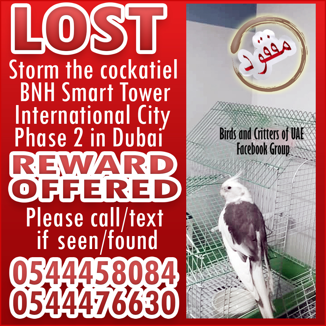 #lostparrots #lostparrot #lostandfoundparrots  #lostandfoundpet #lostandfoundparrotsuae #birdsandcrittersofuae #dubaipetlostandfound #lostandfoundpetsuae #cockatiel   #uae #dubai #dubaipets #dubaiparrots #internationalcity #internationalcitydubai #dubaiinternationalcity