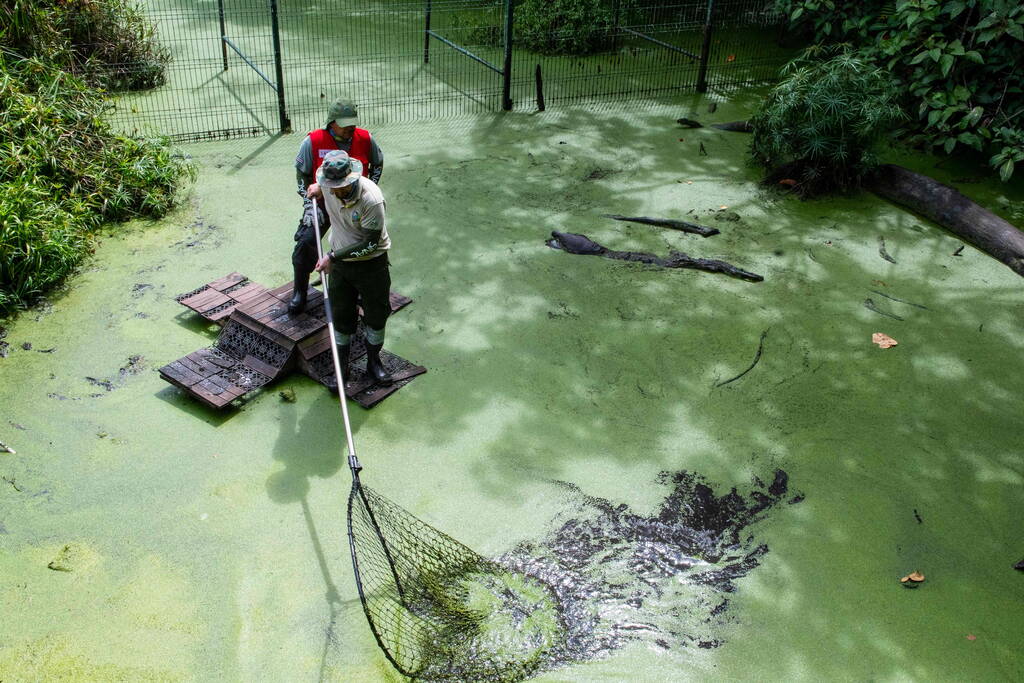 🟢 Le Costa Rica ferme ses deux derniers zoos d’Etat, 300 animaux transférés dans les refuges 👉 Les deux sites devaient définitivement clore leurs portes depuis près de dix ans, après l’adoption d’une loi sur la protection de la nature. ➡️ bit.ly/44FeT0H