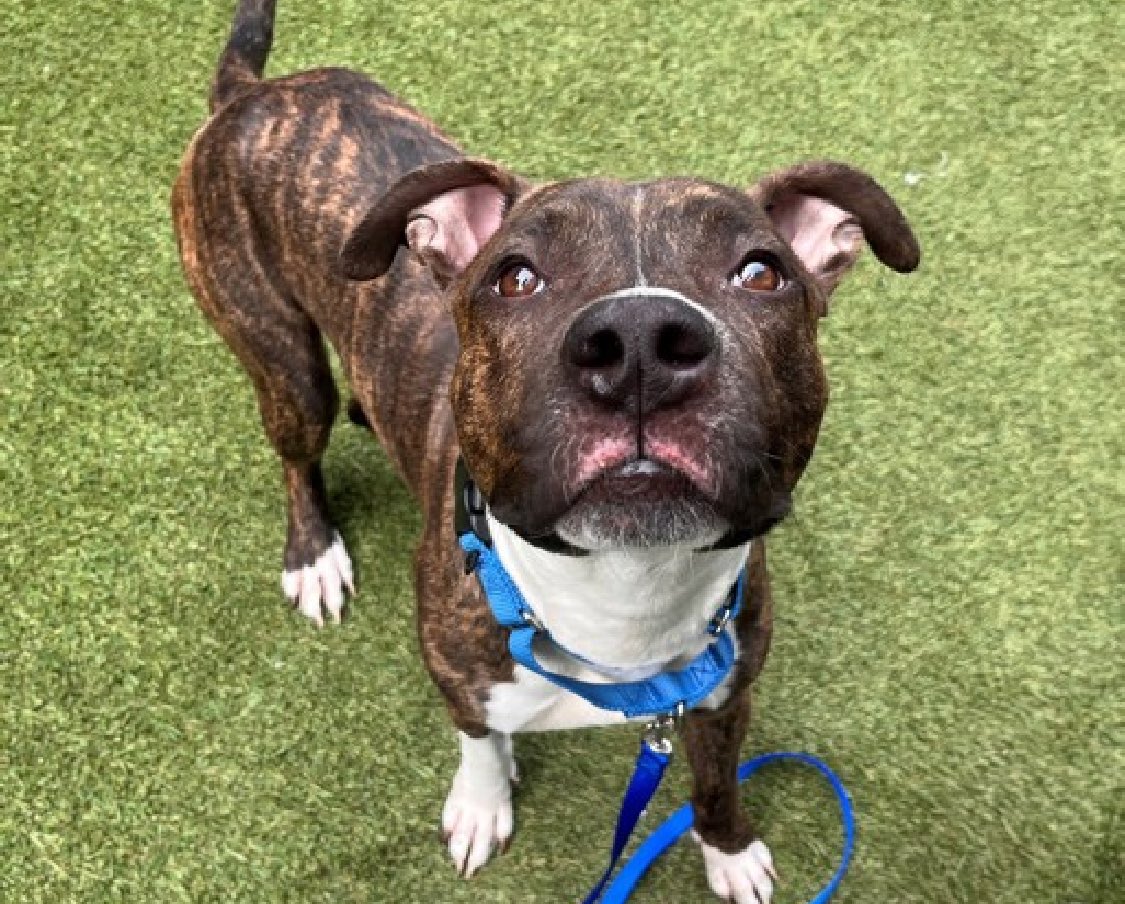Another dog who's struggling to be seen. Tinker 197228 was found tied to a tree and abandoned with a scrotal ulceration. Just 13 months old and IN PAIN, despite this he's social and friendly, leaning in for pets and cuddles and takes his treats gently. He's social but scared in