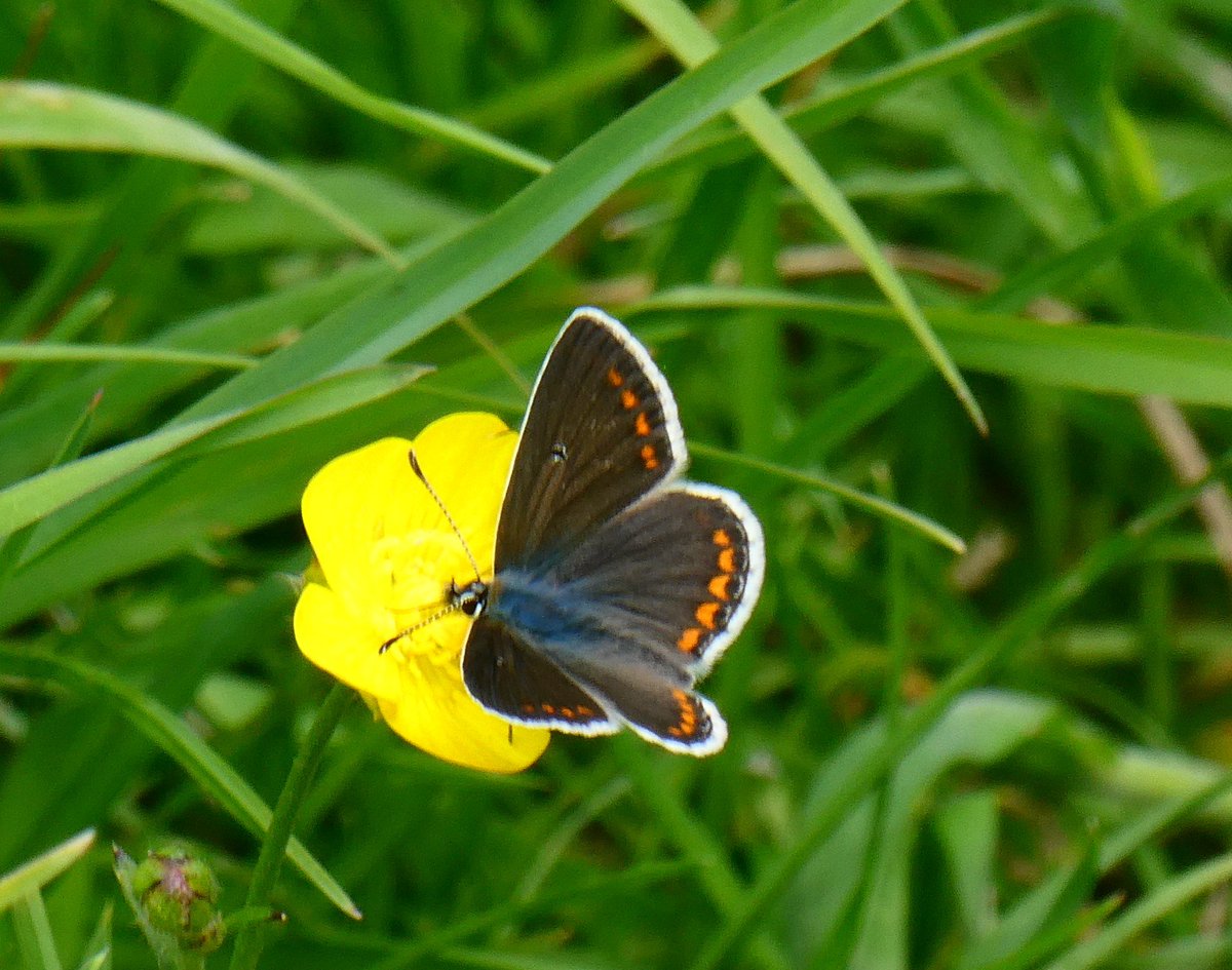 My first very fresh Brown Argus also today at Dunstable Downs.