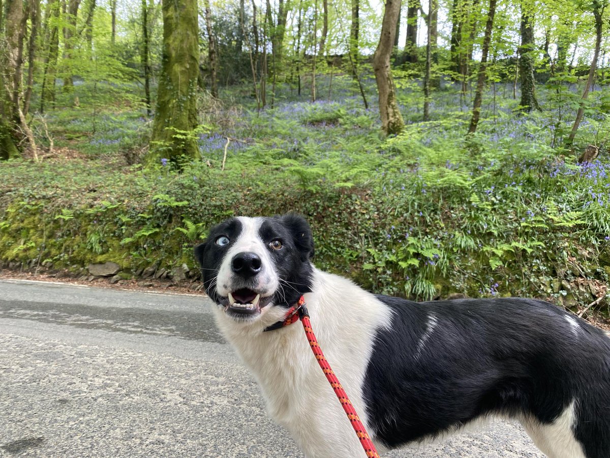 💙BLUE showing what a good boy he is out on a little lead walking practice.