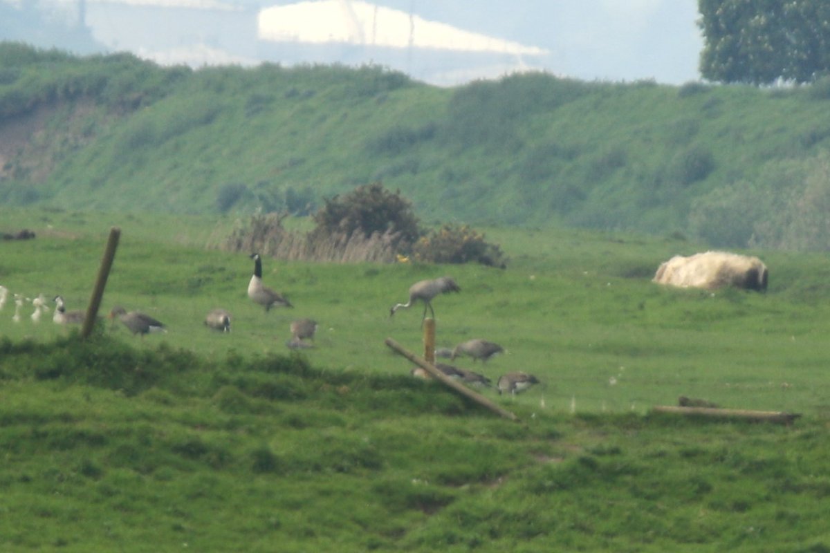 David Bedford tweet media