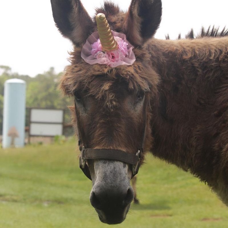 Donkey of the Day🐴 tweet media