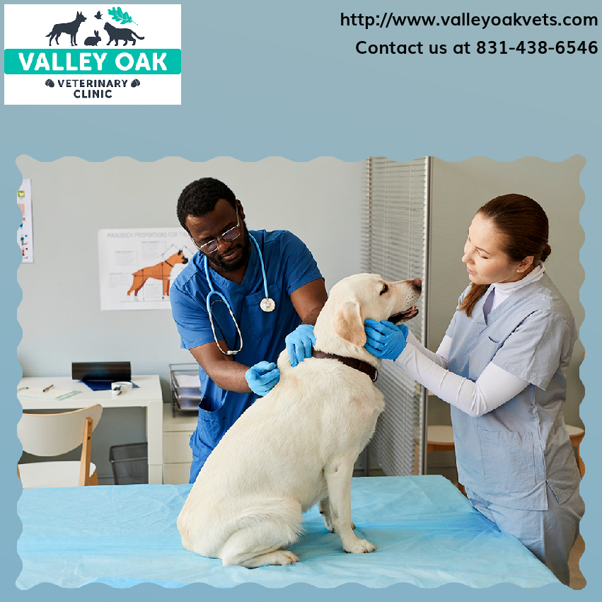 From sudden illnesses to injuries, our skilled team is equipped to handle any pet emergency with care and compassion.
Reach out today! 📱 #EmergencyAndCriticalCare #EmergencyCare #PetVeterinaryNearMe #PetVets #PetCare