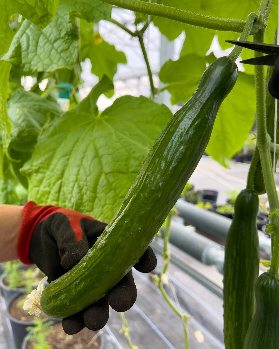 We've harvested the first cucumbers of the year at our Growing Point nursery. Over 100 of them already! 🥒