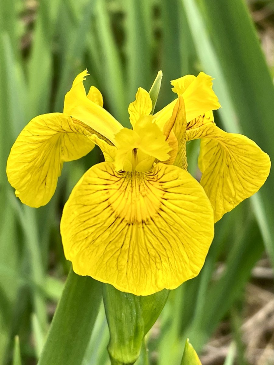 Saw my first Yellow Flag, Iris pseudacorus, of the year today. Aren’t they stunning! Said to have been the inspiration for the heraldic symbol, the Fleur-de-lys 💛 #wildflowerhour