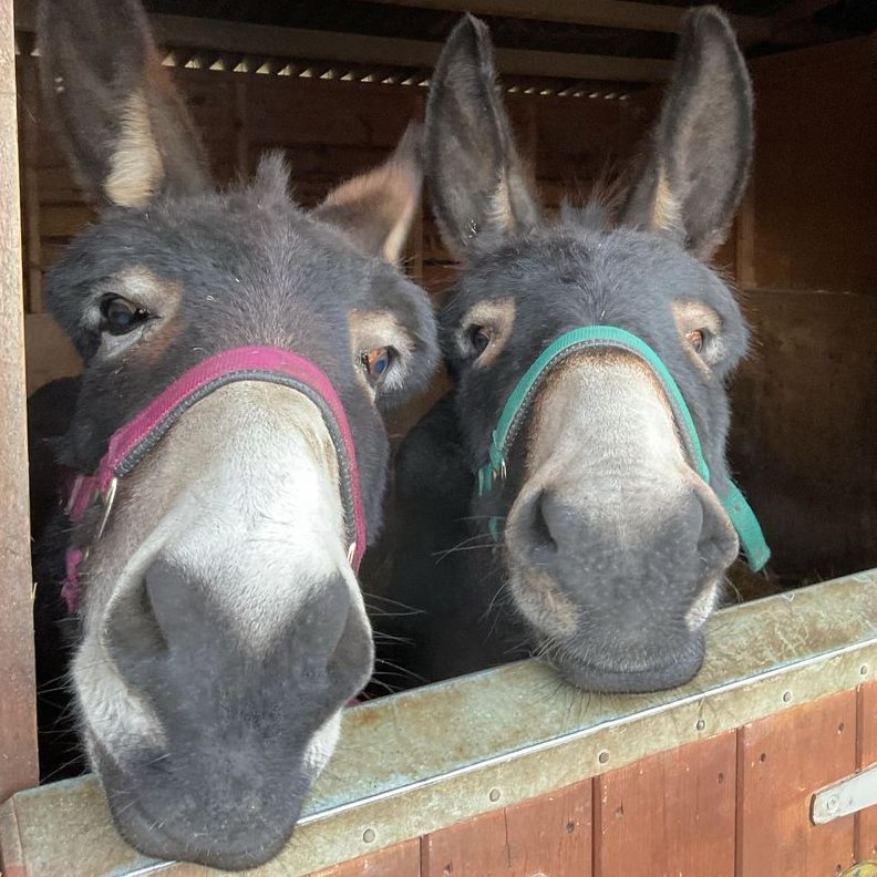 Donkey of the Day🐴 tweet media