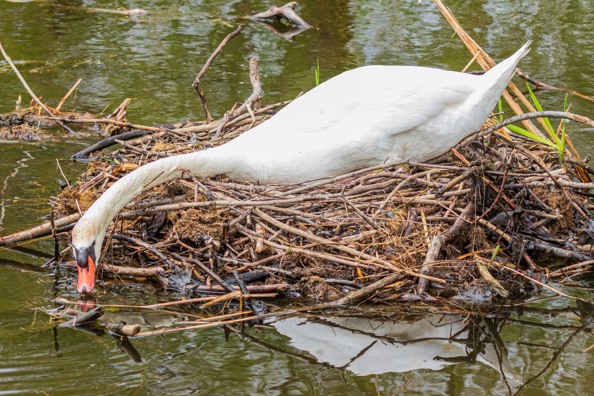 Swan stretching on nest in Belleville, Ontario.