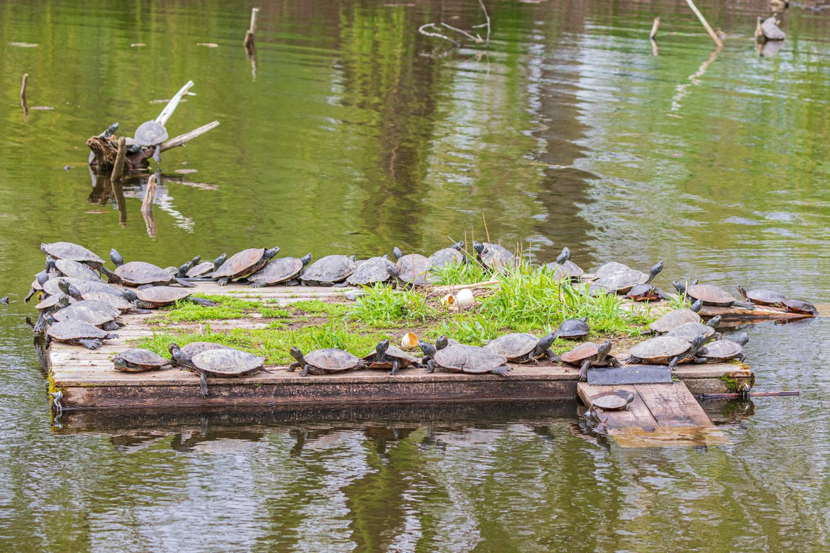 Turtles on raft and stump. Belleville, Ontario.
